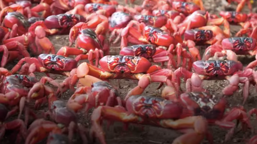 Une île envahie par des millions de crabes rouges (Vidéo)